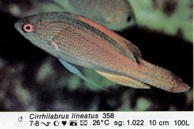 Cirrhilabrus lineatus
